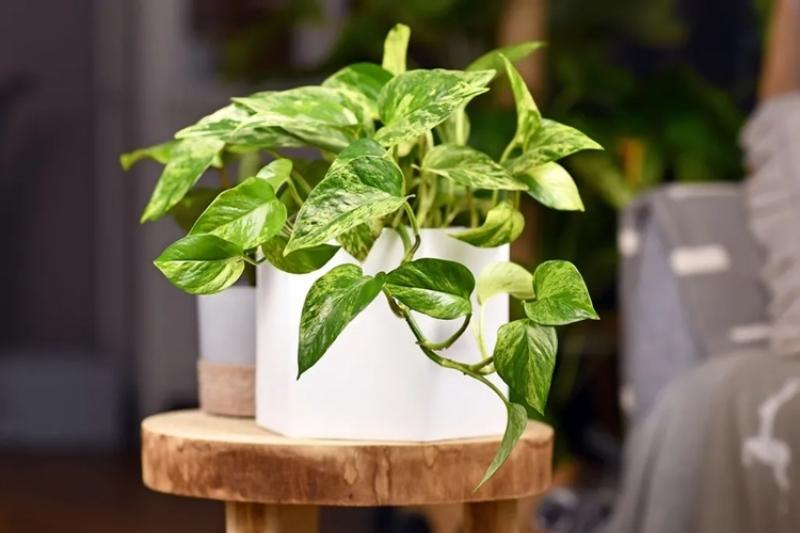 Cây trầu bà tỷ phú với lá xanh lớn xẻ thùy độc đáo, biểu tượng của sự thịnh vượng và sang trọng